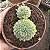 Suculenta Echeveria Vicent Catto (pote 11 cm) - Imagem 3