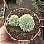 Suculenta Echeveria Vicent Catto (pote 11 cm) - Imagem 4