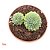 Suculenta Echeveria Vicent Catto (pote 11 cm) - Imagem 2