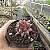 Planta Suculenta Agavoide Celestia pote 9 cm(pequeno) - Imagem 4