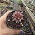 Planta Suculenta Agavoide Celestia pote 9 cm(pequeno) - Imagem 3