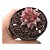 Planta Suculenta Agavoide Celestia pote 9 cm(pequeno) - Imagem 1