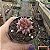 Planta Suculenta Agavoide Celestia pote 9 cm(pequeno) - Imagem 2
