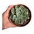 SUCULENTA ECHEVERIA RAINDROPS POTE 11 - Imagem 1