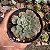 SUCULENTA ECHEVERIA RAINDROPS POTE 11 - Imagem 3