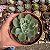 SUCULENTA ECHEVERIA RAINDROPS POTE 11 - Imagem 2