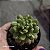 Suculenta Echeveria Red Lantern pt 07 cm (Pequena) - Imagem 3