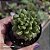 Suculenta Echeveria Red Lantern pt 07 cm (Pequena) - Imagem 2
