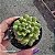 Suculenta Echeveria Red Lantern pt 07 cm (Pequena) - Imagem 4