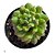 Suculenta Echeveria Red Lantern pt 07 cm (Pequena) - Imagem 1