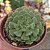 Planta Suculenta Echeveria Dark Rubra x Blue Bird (pote 09) - Imagem 1