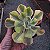 Planta Suculenta Echeveria Enfant Variegata pt11 - Imagem 3