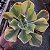 Planta Suculenta Echeveria Enfant Variegata pt11 - Imagem 2