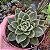 Suculenta Echeveria Nanacan - Imagem 2