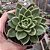 Suculenta Echeveria Nanacan - Imagem 1