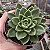 Suculenta Echeveria Nanacan - Imagem 4