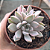 Planta Suculenta Echeveria Scarlet Variegata Vaso 11 Cm - Imagem 4