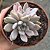 Planta Suculenta Echeveria Scarlet Variegata Vaso 11 Cm - Imagem 2
