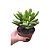Suculenta Orelha de Fiona - Crassula Ovata Gollum - vaso 11 - Imagem 1