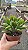 Suculenta Orelha de Fiona - Crassula Ovata Gollum - vaso 11 - Imagem 4