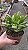Suculenta Orelha de Fiona - Crassula Ovata Gollum - vaso 11 - Imagem 3