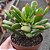 Suculenta Orelha de Fiona - Crassula Ovata Gollum - vaso 11 - Imagem 2