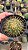 Cacto Mammillaria Hibrido SSP - Imagem 3