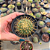 Cacto Mammillaria Hibrido SSP - Imagem 2