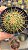 Cacto Mammillaria Hibrido SSP - Imagem 4