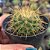 Cacto Mammillaria Hibrido SSP - Imagem 1