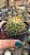 Cacto Mammillaria Hibrido SSP - Imagem 5