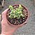 Planta Suculenta Crassula rupestris subsp. marnieriana (vaso9) - Imagem 2