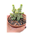 Planta Suculenta Crassula rupestris subsp. marnieriana (vaso9) - Imagem 1