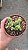 Planta Suculenta Crassula rupestris subsp. marnieriana (vaso9) - Imagem 4