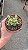 Planta Suculenta Crassula rupestris subsp. marnieriana (vaso9) - Imagem 5