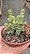 Planta Suculenta Crassula rupestris subsp. marnieriana (vaso9) - Imagem 3