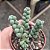 Suculenta - Delosperma Lehmannii Coração Partido pote 7 - Imagem 2