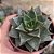 Planta Suculenta Echeveria Purpusorum White pote9 cm - Imagem 1