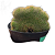 Muda Cacto Raro Parodia Leninghausii F. Cristata pt 9 - Imagem 1