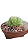 Planta Cacto Exotico Echinopsis Subdenudata Cristata - Imagem 3