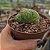 Planta Cacto Exotico Echinopsis Subdenudata Cristata - Imagem 1