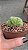 Planta Cacto Exotico Echinopsis Subdenudata Cristata - Imagem 2