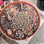 Cacto Rebutia Fulviseta (Raridades) - Imagem 1