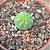 Planta Euphorbia Obesa pote 9 - Imagem 2
