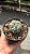 Cacto Astrophytum Asterias Super Kabuto pt 11 - Imagem 2