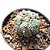 Cacto Astrophytum Asterias Super Kabuto pt 11 - Imagem 1