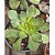 Planta Suculenta Aeonium 'Red Edge pote 9 - Imagem 1