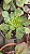 Planta Suculenta Aeonium 'Red Edge pote 9 - Imagem 2