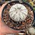 CACTO ASTROPHYTUM SUPER KABUTO SNOW - Imagem 2