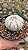 CACTO ASTROPHYTUM SUPER KABUTO SNOW - Imagem 4